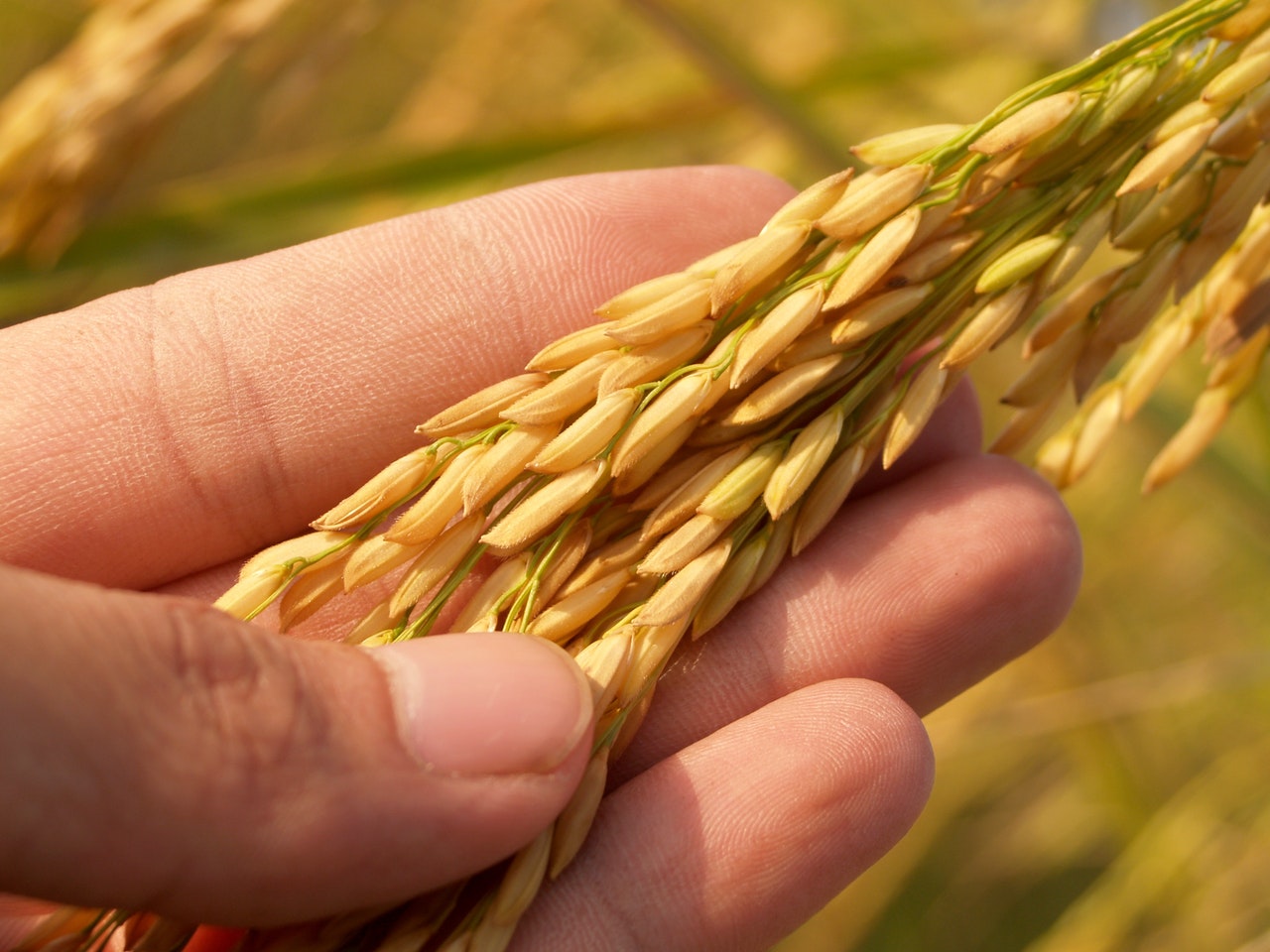 agricoltura articolo 17 blocco 2